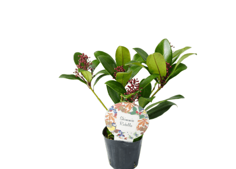 花木 スキミア 'ルベラ' 3号（高さ約25cm）