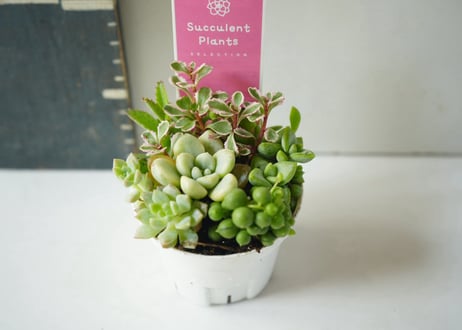 多肉植物 寄せ植え 2.5号｜個性豊かな葉を楽しむ、彩りかわいいミニグリーン：ﾀﾆｸｼｮｸﾌﾞﾂ 多肉植物 2.5号