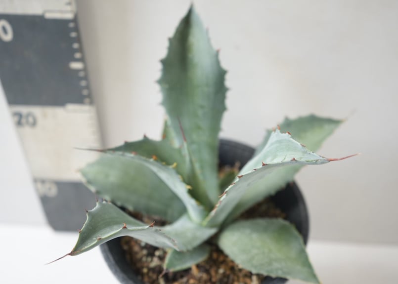 M*様 アガベ　オバティカータ　4株セット！ Agave ovatifolia｜アガベ・オバティフォリア ～庭の主役を飾る、極上