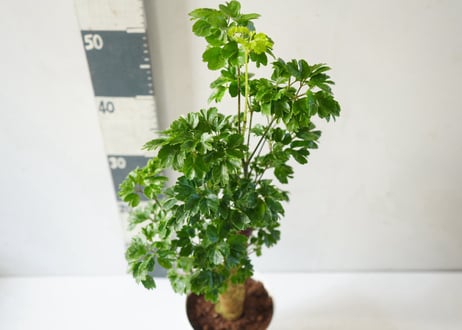 ポリシャス 5号｜繊細な葉が涼しげな株立ちの観葉植物：ﾎﾟﾘｼｬｽ ﾎﾟﾘｼｬｽ 5号