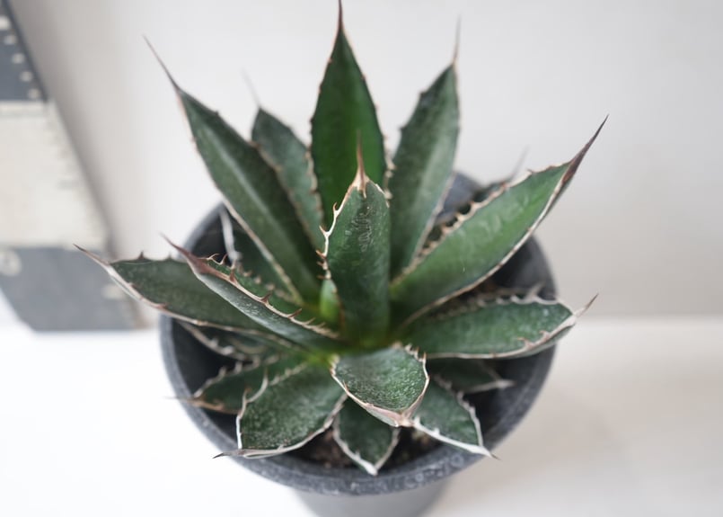 Agave horrida｜アガベ・ホリダ ～荒々しくも美しい、漆黒の棘（トゲ