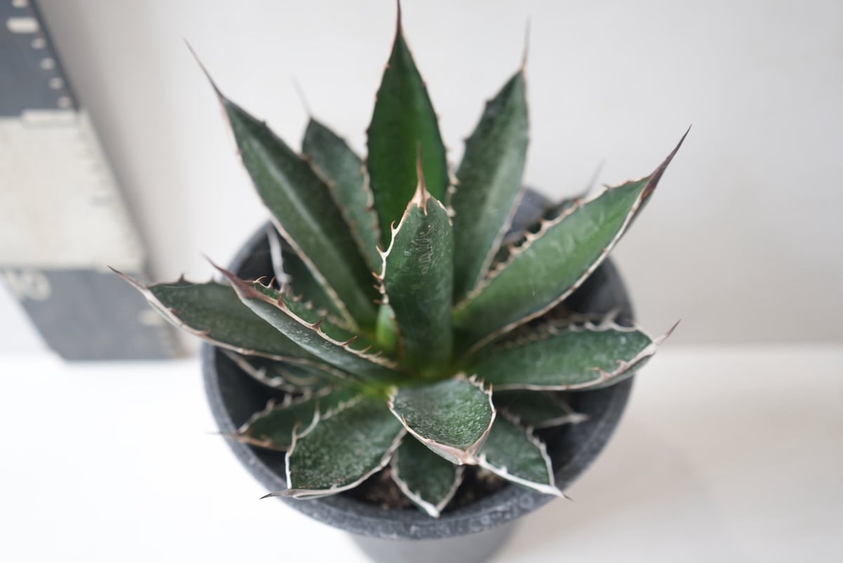 Agave horrida｜アガベ・ホリダ ～荒々しくも美しい、漆黒の棘（トゲ