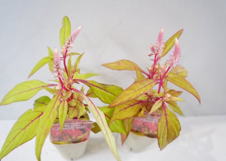 【オリジナル品種】ケイトウ(セロシア)：イエローテイル7.5cm 　ｹｲﾄｳ ｲｴﾛｰﾃｲﾙ 他花苗 2.5号