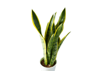 観葉植物 サンスベリア 'ローレンティー' 5号（高さ約50cm）
