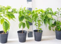 コーヒーの木 5号：おうちで育てる、自家製コーヒーの愉しみ。光沢ある葉が美しい観葉植物ｺｰﾋｰ 他果樹
