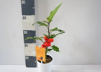 ソラナム ‘パンプキン’ 4号｜小さなカボチャのような実を楽しむ観賞植物：ｿﾗﾅﾑ ﾊﾟﾝﾌﾟｷﾝ 他草花 4号