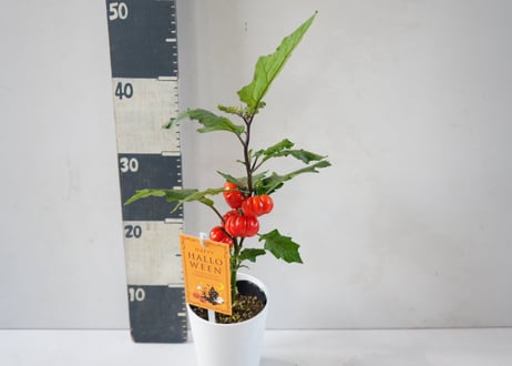 ソラナム ‘パンプキン’ 4号｜小さなカボチャのような実を楽しむ観賞植物：ｿﾗﾅﾑ ﾊﾟﾝﾌﾟｷﾝ 他草花 4号