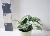 スキンダプサス・ピクタス（シラフカズラ） 4.5号｜シルバーの斑が輝くつる性の人気観葉植物：ﾋﾟｸﾀｽ (=ｼﾗﾌｶｽﾞﾗ) スキャンダプサス 4.5号