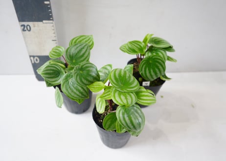ペペロミア・サンデルシー（スイカペペ）3.5号｜スイカ模様の丸い葉がかわいい観葉植物：ｻﾝﾃﾞﾙｼｰ(ｽｲｶﾍﾟﾍﾟ) ﾍﾟﾍﾟﾛﾐｱ 3.5号