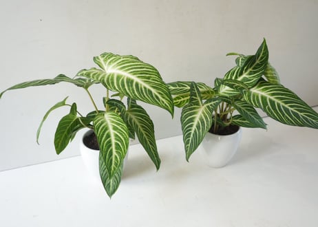 キサントソーマ（アロカシア）5号｜美しい葉脈が魅力の熱帯観葉植物・インテリアグリーン・初心者にもおすすめ｜ｷｻﾝﾄｿｰﾏ ｱﾛｶｼｱ 5号