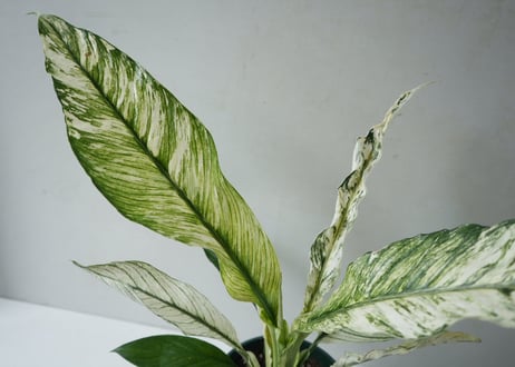 斑入りスパティフィラム 5号｜美しい白斑が魅力の希少観葉植物 育てやすいインテリアグリーン｜ｽﾊﾟﾃｨﾌｨﾗﾑ (ﾌｲﾘ) ｽﾊﾟﾃｨ　お盆　お供え　ギフト