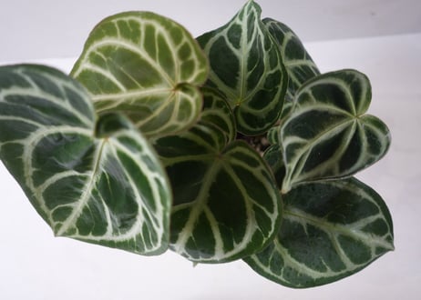 アンスリウム ドラヤキ マグニフィカム（Anthurium dorayaki × magnificum）～肉厚な質感と美しい葉脈が際立つ、極上のボタニカルアート～ﾄﾞﾗﾔｷ･ﾏｸﾞﾆﾌｨｶﾑ 5号