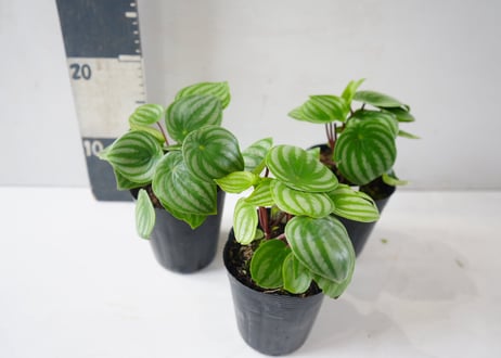 ペペロミア・サンデルシー（スイカペペ）3.5号｜スイカ模様の丸い葉がかわいい観葉植物：ｻﾝﾃﾞﾙｼｰ(ｽｲｶﾍﾟﾍﾟ) ﾍﾟﾍﾟﾛﾐｱ 3.5号