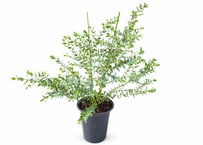 観葉植物ユーカリ・パルビフォリア（高さ約65cm）：パルビフォリア ユーカリ
