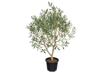 【飯塚市近郊限定】花木 オリーブ 'シルバーリーフ' 10号（高さ約200cm）：ｵﾘｰﾌﾞ ｼﾙﾊﾞｰﾘｰﾌ オリーブ 10号