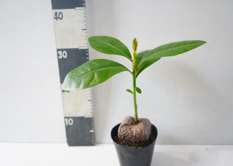 バーリングトニア（ゴバンノアシ）4号は、大きな実から芽が出る珍しいマングローブの一種の観葉植物ﾊﾞｰﾘﾝｸﾞﾄﾆｱ 他観葉 4号