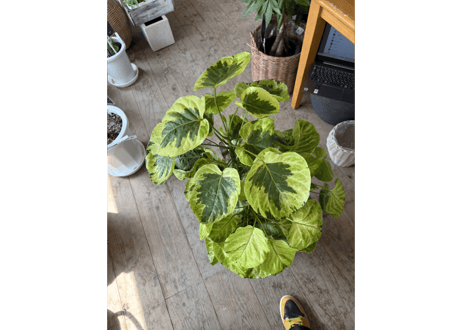 ポリシャス ‘キラメキ’ 8号｜黄緑と深緑の斑入り葉が美しい観葉植物：ｷﾗﾒｷ ﾎﾟﾘｼｬｽ 8号