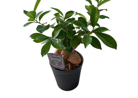 観葉植物 ガジュマル 5号（高さ約35cm）