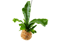観葉植物 ビカクシダ（コウモリラン） 3号（高さ約25cm）