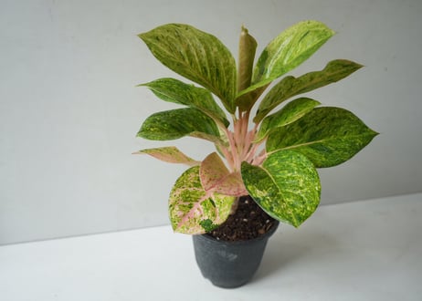 アグラオネマ 'ピンクイメリタス' 5号｜美しいピンク葉の希少観葉植物 おしゃれなインテリアグリーン｜ﾋﾟﾝｸｲﾒﾘﾀｽ ｱｸﾞﾗｵﾈﾏ 5号