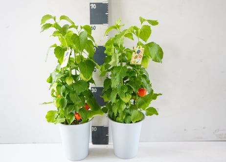 ホオズキ（鉢植え / 6号サイズ）～鮮やかな朱色が夏の訪れを告げる、日本の伝統美あふれる季節の風物詩～　ﾎｵｽﾞｷ ﾎｵｽﾞｷ 6号