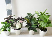 カラテア 4号｜個性豊かな葉模様を楽しむ人気の観葉植物：ｶﾗﾃｱ ｶﾗﾃｱ類 4号