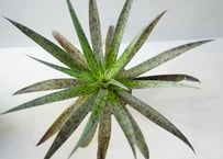 マンガベ 'パイナップルエクスプレス'（Mangave 'Pineapple Express'）～南国の風を感じさせる、シャープで美しいアグレッシブ・グリーン～ﾏﾝｶﾞﾍﾞ 多肉植物 5号
