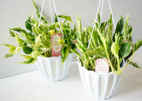 テルノ ラブソング ポトス 5号 吊り鉢｜美しいマーブル斑が魅力の希少品種｜ﾃﾙﾉ ﾗﾌﾞｿﾝｸﾞ ポトス 5号