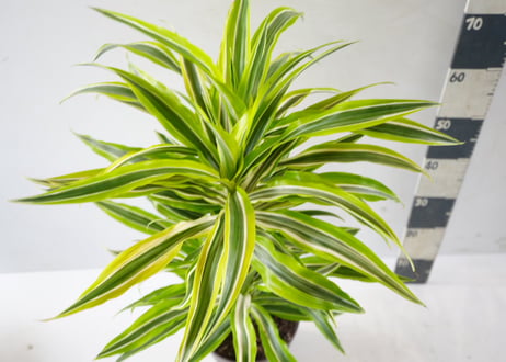 ドラセナ デレメンシス 'レモンライム'（Dracaena deremensis 'Lemon Lime'）～ライムグリーンの縞模様～ﾃﾞﾚﾒﾝｼｽ 'ﾚﾓﾝﾗｲﾑ' ﾄﾞﾗｾﾅ類 7号