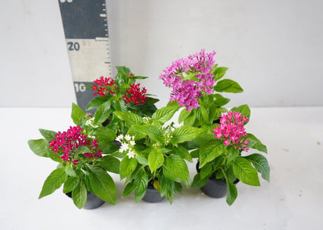 ペンタス 3号｜星形の小花が華やかに集まるカラフルフラワー：ﾍﾟﾝﾀｽ ペンタス 3号
