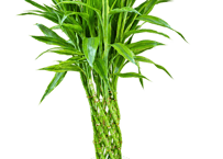 【飯塚市近郊限定】観葉植物 ドラセナ・サンデリアーナ 'ゴールド'（ミリオンバンブー） 8号（高さ約115cm）