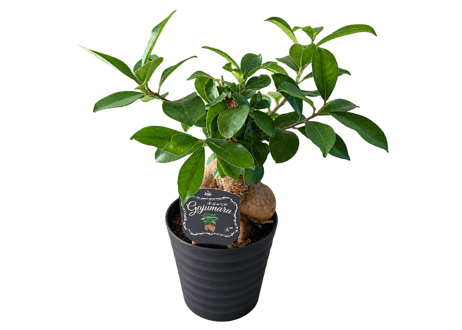 観葉植物 ガジュマル 5号（高さ約35cm）