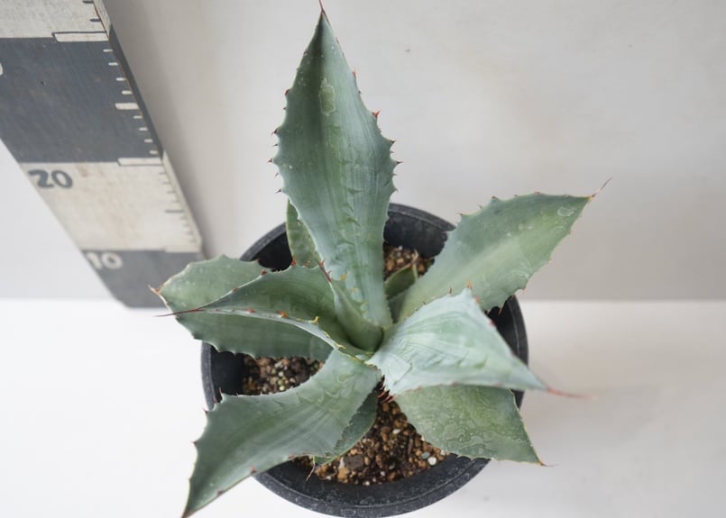 オバティフォリア Agave ovatifolia｜アガベ・オバティフォリア ～庭の主役を飾る、極上
