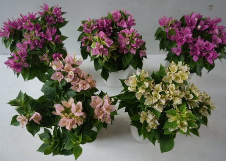 ブーゲンビリア 'コナツ' アソート（Bougainvillea 'Konatsu' mix）～鮮やかな色彩が南国の風を運ぶ、華やかなブーゲンビリアのコレクション～ｺﾅﾂ MIX ブーゲン 3.5号