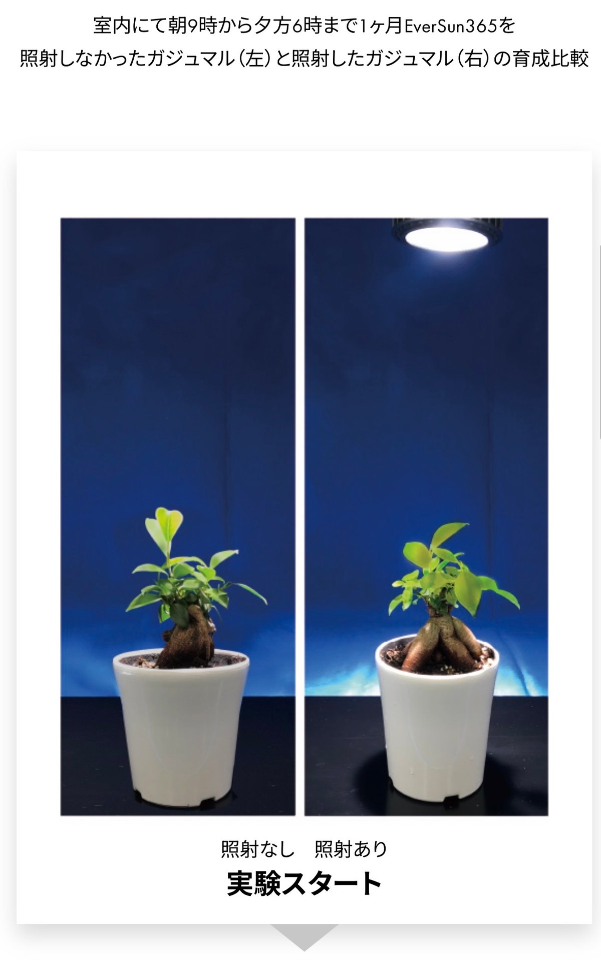 Ever Sun 365 ホワイト 植物育成LEDライト 24W E26口金：EVERSUN3