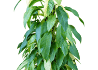 観葉植物 モンステラ・ラニアタ 8号（高さ約100cm）