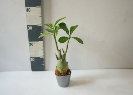 アデニウム 多肉植物 3号｜ぷっくり膨らむ塊根が個性的な「砂漠のバラ」：ｱﾃﾞﾆｳﾑ 多肉植物 3号