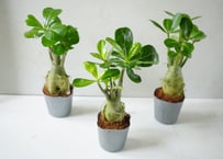 【塊根植物】アデニウム 3号鉢｜砂漠のバラ ぷっくり太い幹が可愛いコーデックス 卓上サイズ 観葉植物 多肉植物｜ｱﾃﾞﾆｳﾑ 多肉植物 3号