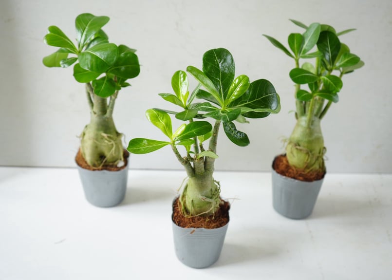 塊根植物】アデニウム 3号鉢｜砂漠のバラ ぷっくり太い幹が可愛い