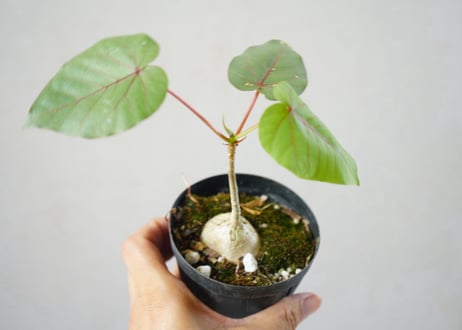 ペティオラリス 3号：赤ウンベラータの愛称で親しまれる、塊根を纏う魅惑のコーデックス・グリーン　ﾍﾟﾃｨｵﾗﾘｽ 他観葉 3号