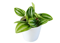 【レアプランツ】観葉植物 ペペロミア ベルシャフェルティー　3号（高さ約15cm）