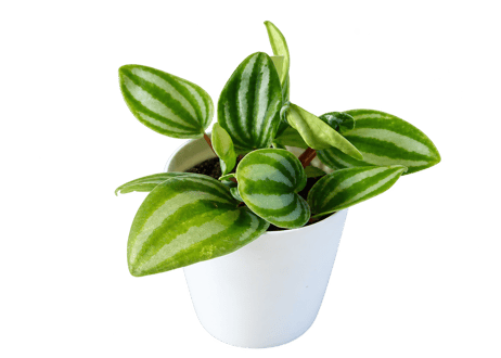 【レアプランツ】観葉植物 ペペロミア ベルシャフェルティー　3号（高さ約15cm）