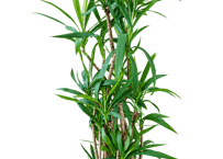 【飯塚市近郊限定】観葉植物 アオドラセナ（青ドラ） 8号（高さ約150cm）