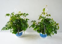 エレンダニカ（Cissus rhombifolia 'Ellen Danica' / エレンダニカ）～星形の美しい葉が優雅に描く、上品なグリーンのカーテン～　ｴﾚﾝﾀﾞﾆｶ 他観葉 5号