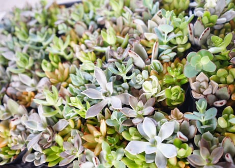ﾀﾆｸｼｮｸﾌﾞﾂ 多肉植物 3号　多肉植物 エケベリア アソート（Echeveria mix / エケベリアMIX）～まるで宝石のように重なり合う、麗しのロゼット・コレクション～