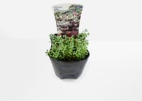 多肉植物 セダム・ダシフィルム 'リファレンス' 3号（高さ約10cm）