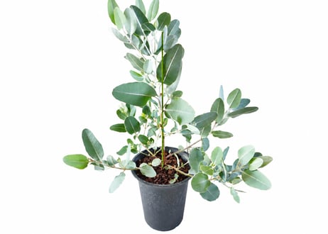 観葉植物 ユーカリ・プレウロカルパ（高さ約60cm）：プレウロカルパ ユーカリ