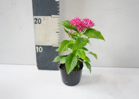 ペンタス 3号｜星形の小花が華やかに集まるカラフルフラワー：ﾍﾟﾝﾀｽ ペンタス 3号
