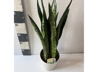 サンスベリア 'ゼラニカ' 6号｜シャープな縞模様の葉が凛と立ち上がる定番の観葉植物：ｾﾞﾗﾆｶ ｻﾝｾﾍﾞﾘｱ 6号