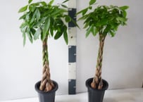 パキラ 8号：空間を爽やかに彩る、観葉植物の王様。存在感抜群のシンボルツリー　ﾊﾟｷﾗ パキラ 8号
